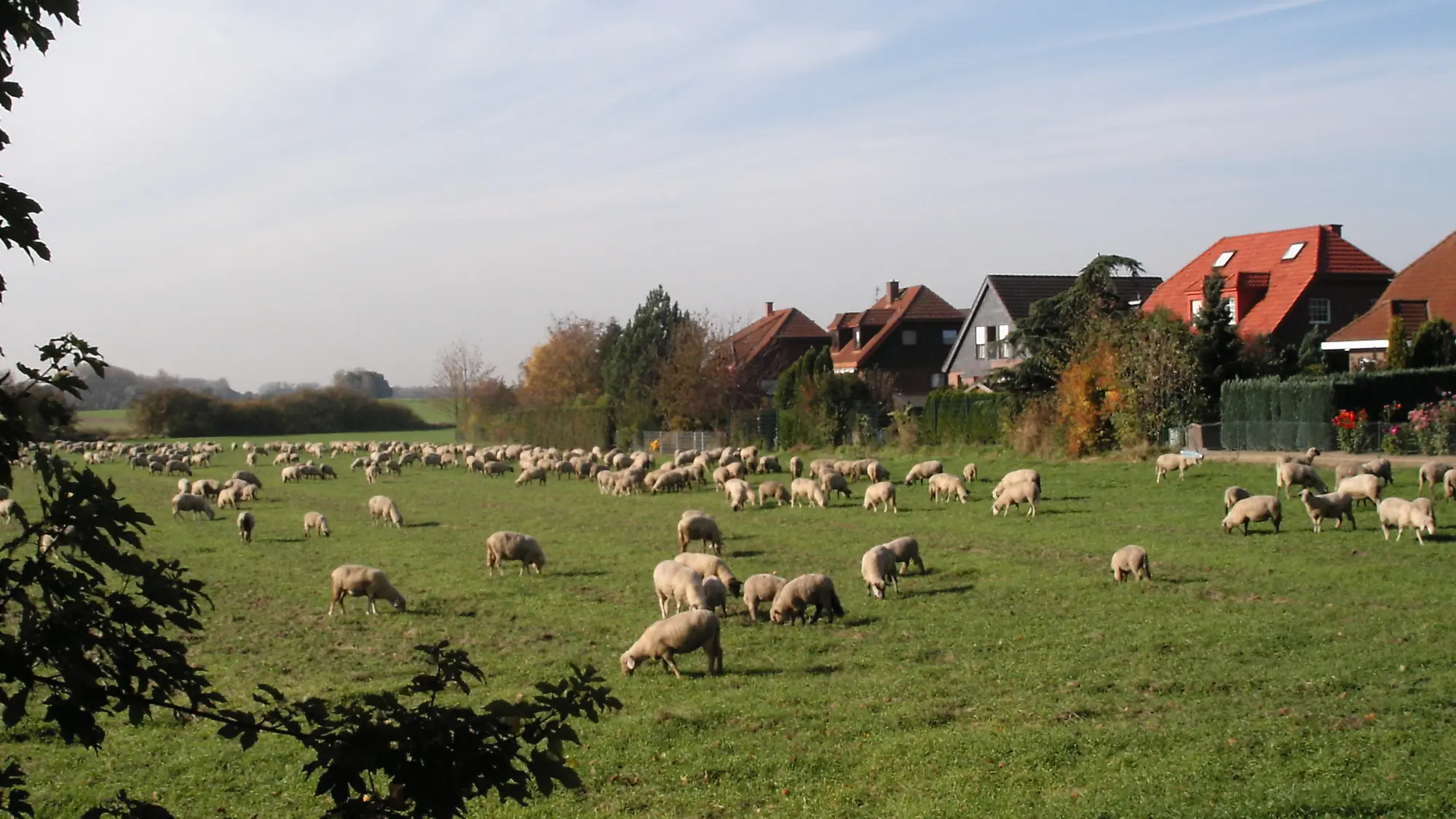 Slider - Wiese am Ortsrand mit Schafen