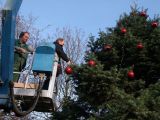 19.11.2011: Weihnachtsbaum